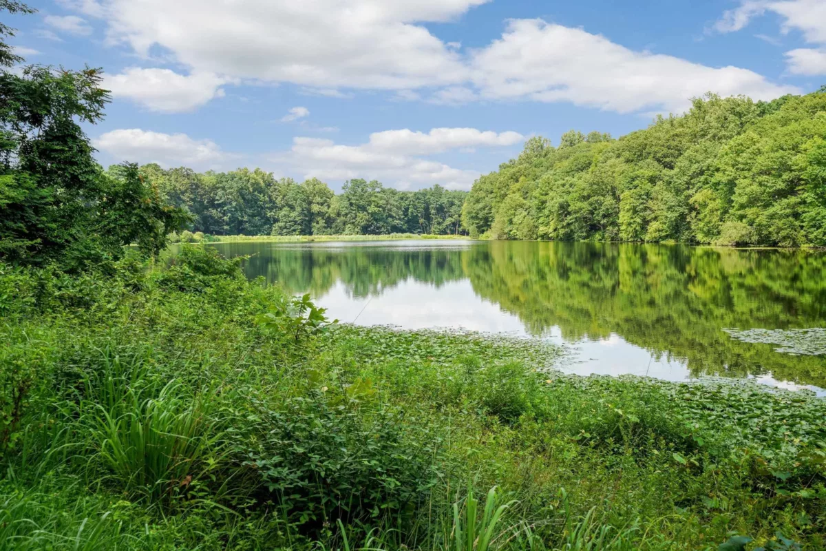 A body of water with lush green plants and trees on either side under a blue sky with white clouds.