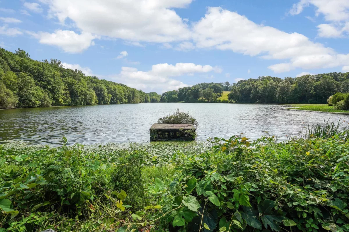 A body of water surrounded by plants and trees with a small floating dock.